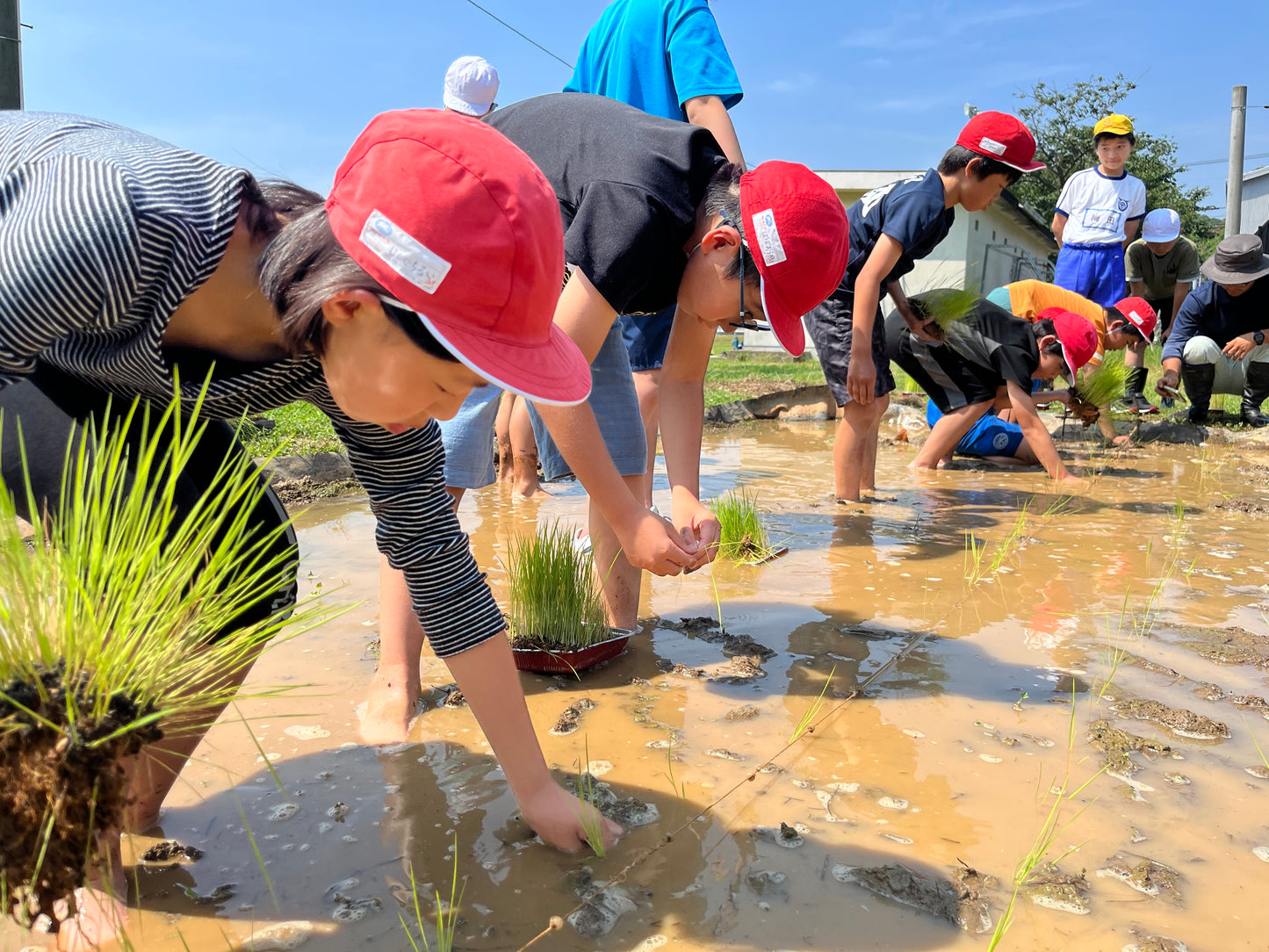 自給自足日記 小学校で田植えの授業